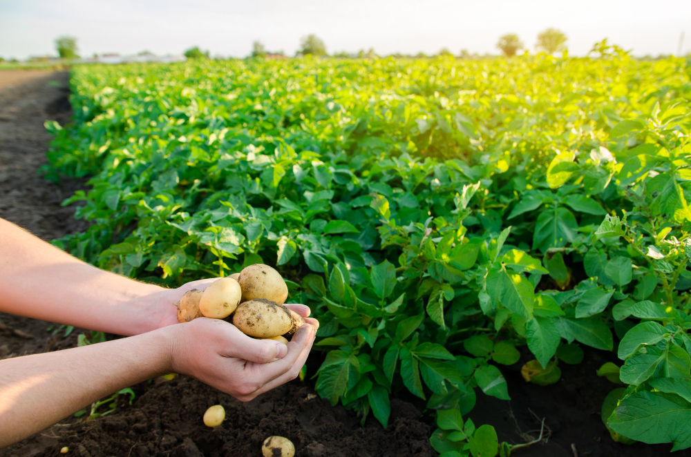 Tanaman pangan seperti kentang perlu lebih banyak ditumbuhkan daripada tanaman tembakau