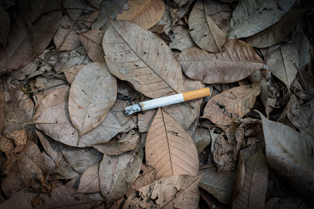 tembakau yang sudah menjadi rokok bisa membahayakan hutan dan juga tanaman lain